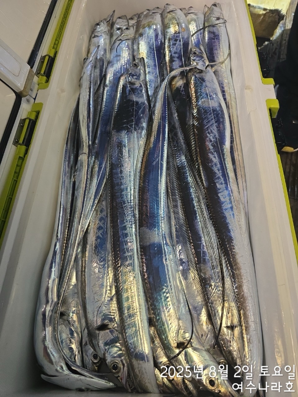 ♠여수나라호♠ 갈치 문어 참돔(타이라바), 쭈꾸미 갑오징어 선상낚시 생활낚시_사진_20250804_13.jpg