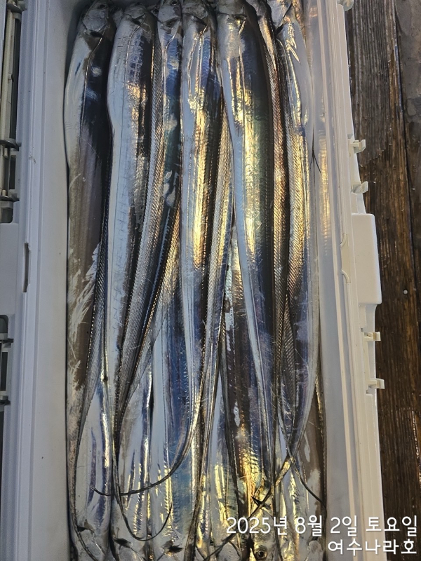 ♠여수나라호♠ 갈치 문어 참돔(타이라바), 쭈꾸미 갑오징어 선상낚시 생활낚시_사진_20250804_15.jpg
