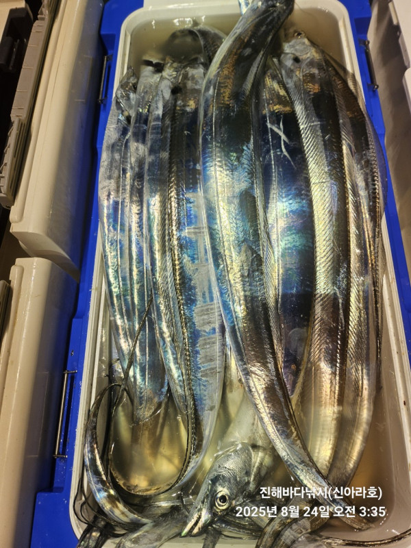 바다꾼낚시(신아라호)_사진_20250824_22.jpg