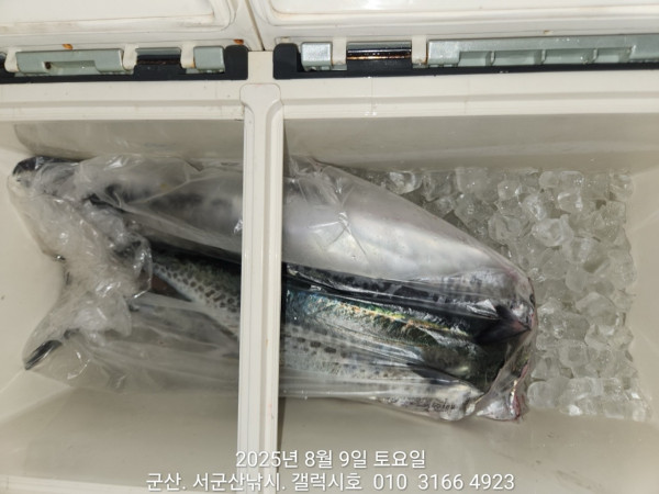 군산 선상낚시, 바다낚시 출조 전문 ☆서군산낚시☆_사진_20250809_1.jpg