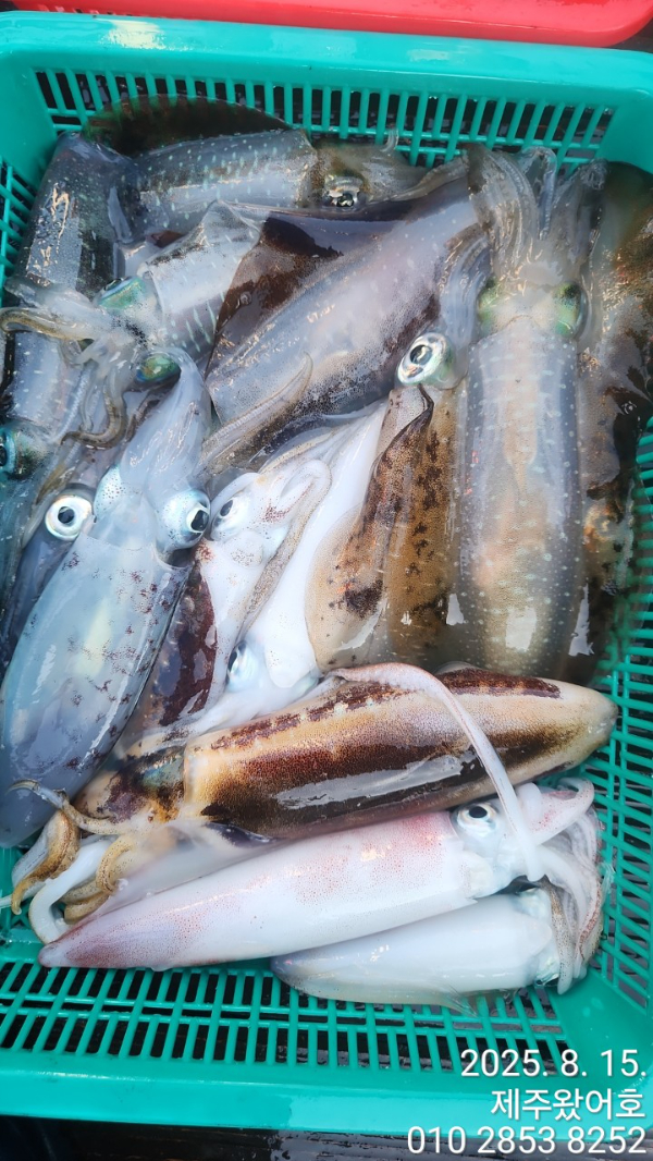 제주왔어호_사진_20250815_13.jpg