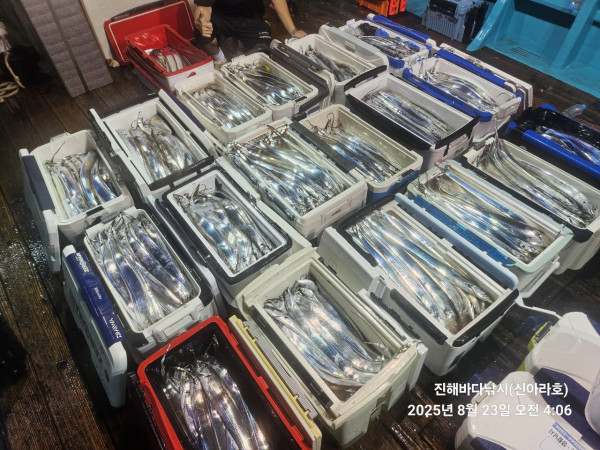 바다꾼낚시(신아라호)_사진_20250823_4.jpg