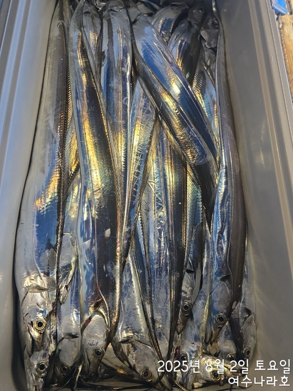 ♠여수나라호♠ 갈치 문어 참돔(타이라바), 쭈꾸미 갑오징어 선상낚시 생활낚시_사진_20250804_17.jpg