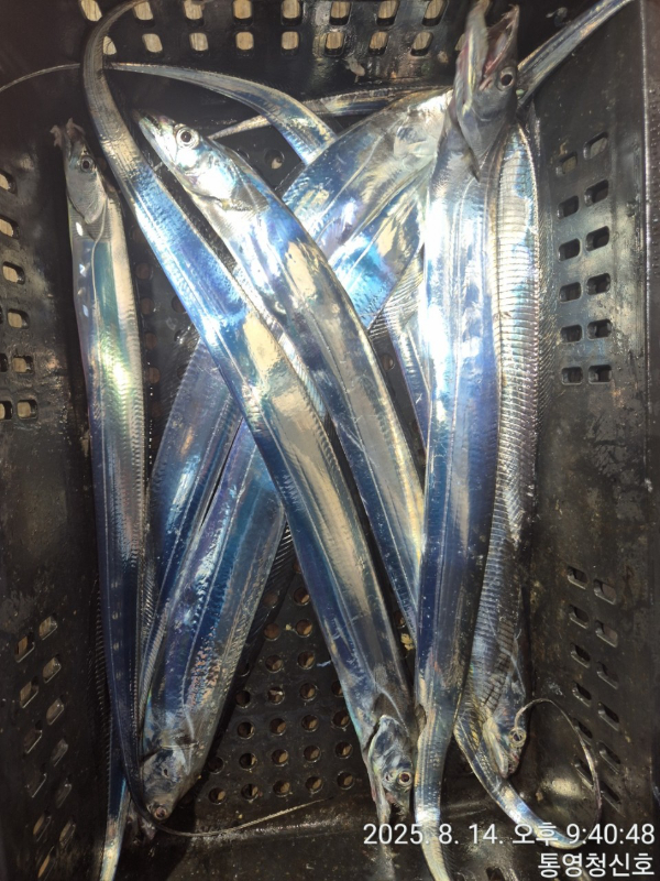 바다의 전설 부평25_사진_20250815_19.jpg