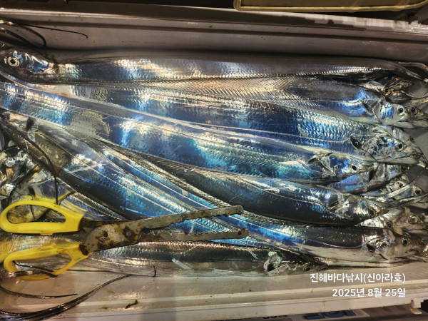 바다꾼낚시(신아라호)_사진_20250825_12.jpg