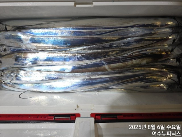 8월6일갈치 (7).jpg
