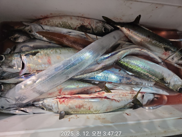 제주선상낚시피닉스호_사진_20250812_4.jpg