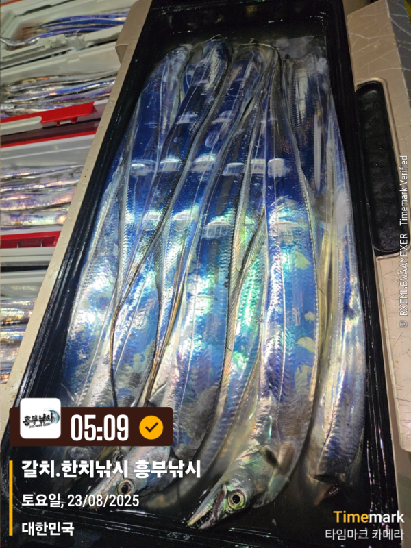 2025-08-23 05.09.08_대한민국_(제목-갈치.한치낚시 흥부낚시).jpg