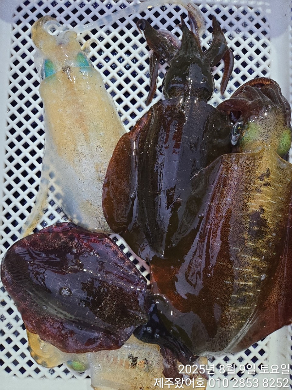 제주왔어호_사진_20250810_18.jpg