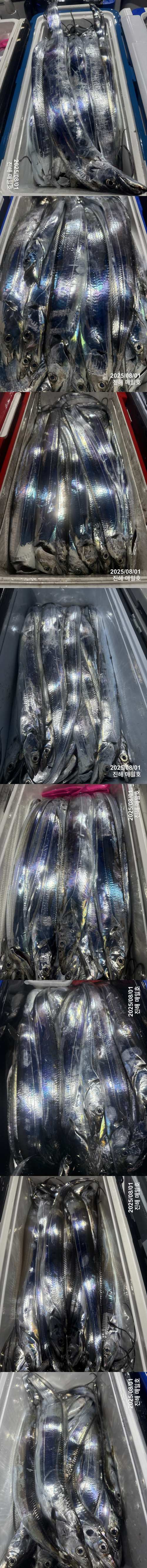 갈치2.jpg