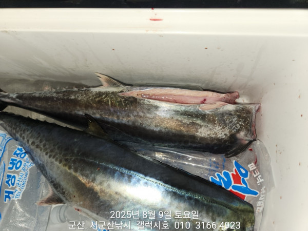 군산 선상낚시, 바다낚시 출조 전문 ☆서군산낚시☆_사진_20250809_2.jpg