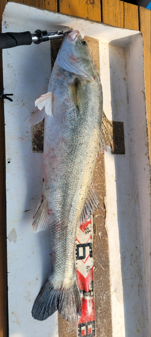 예지퀸호 농어외수질&어초낚시 경기인천권_사진_20250730_10.jpg