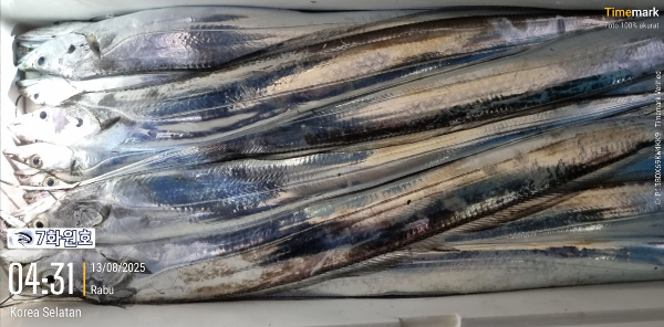 제주갈치낚시 화원호_사진_20250813_12.jpg