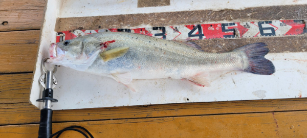 예지퀸호 농어외수질&어초낚시 경기인천권_사진_20250730_6.jpg