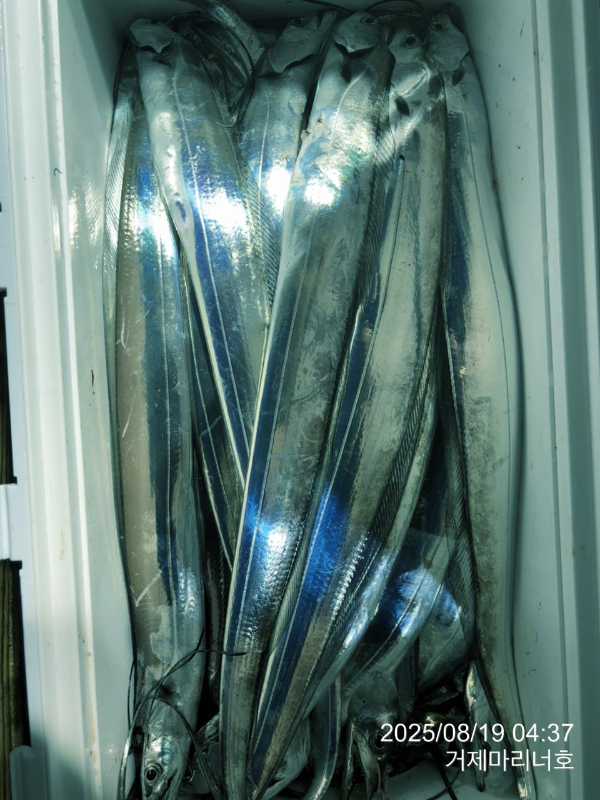 BandPhoto_2025_08_19_06_27_38_31.jpg