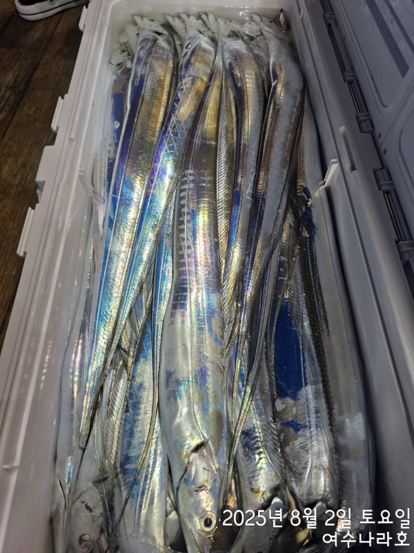 ♠여수나라호♠ 갈치 문어 참돔(타이라바), 쭈꾸미 갑오징어 선상낚시 생활낚시_사진_20250804_11.jpg