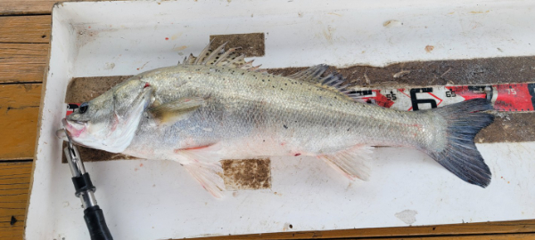 예지퀸호 농어외수질&어초낚시 경기인천권_사진_20250811_10.jpg