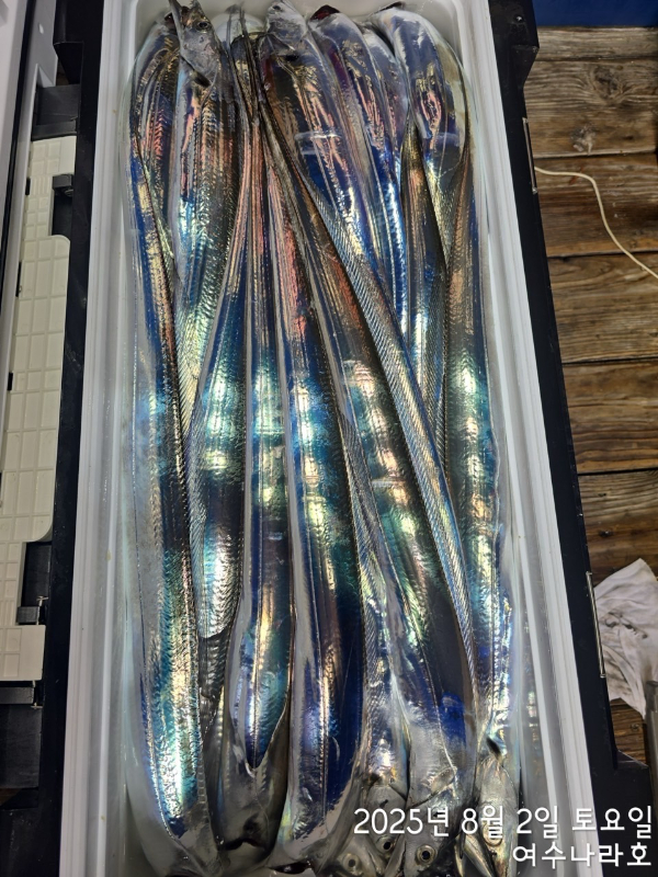 ♠여수나라호♠ 갈치 문어 참돔(타이라바), 쭈꾸미 갑오징어 선상낚시 생활낚시_사진_20250804_5.jpg