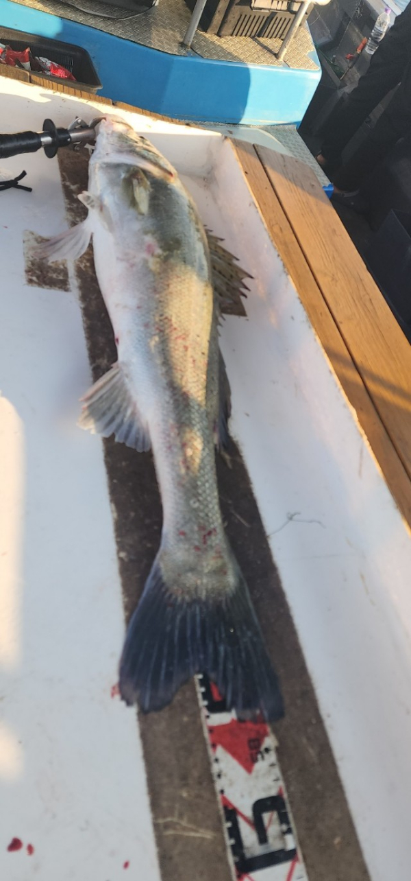 예지퀸호 농어외수질&어초낚시 경기인천권_사진_20250808_6.jpg