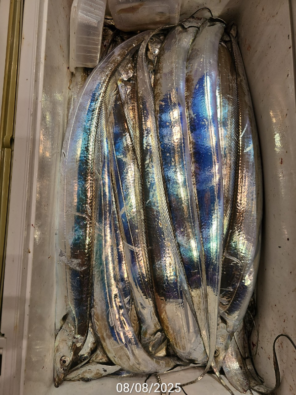 D569077D-22CA-4B09-A1E5-579F641EA3BC.jpeg
