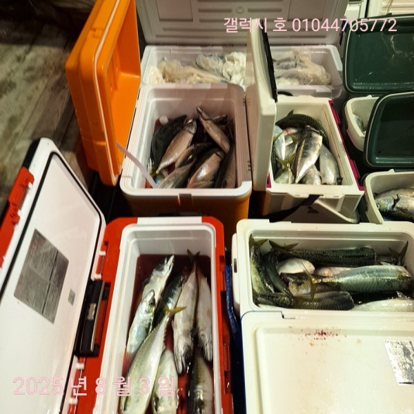 군산 선상낚시, 바다낚시 출조 전문 ☆서군산낚시☆_사진_20250803_5.jpg
