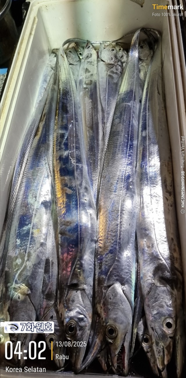 제주갈치낚시 화원호_사진_20250813_17.jpg