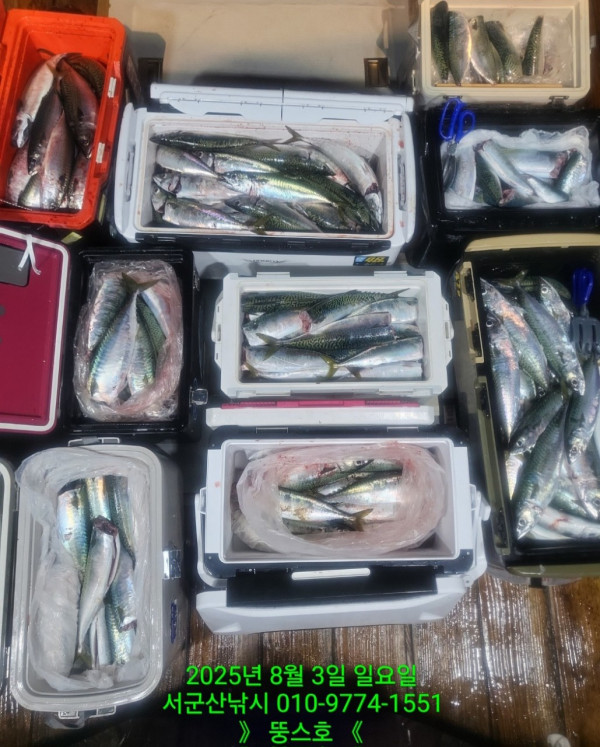 군산 선상낚시, 바다낚시 출조 전문 ☆서군산낚시☆_사진_20250803_17.jpg