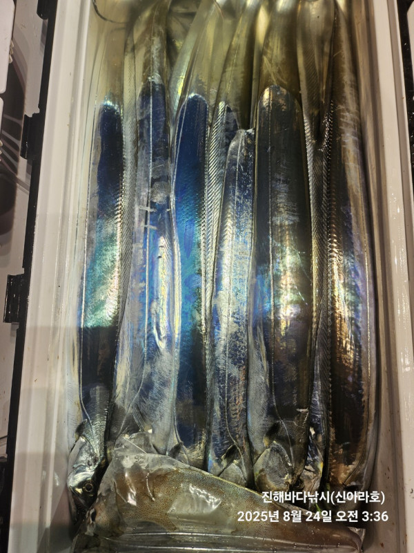 바다꾼낚시(신아라호)_사진_20250824_20.jpg