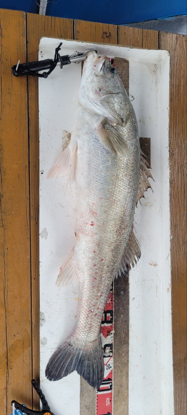 예지퀸호 농어외수질&어초낚시 경기인천권_사진_20250811_2.jpg