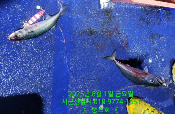 군산 선상낚시, 바다낚시 출조 전문 ☆서군산낚시☆_사진_20250802_9.jpg