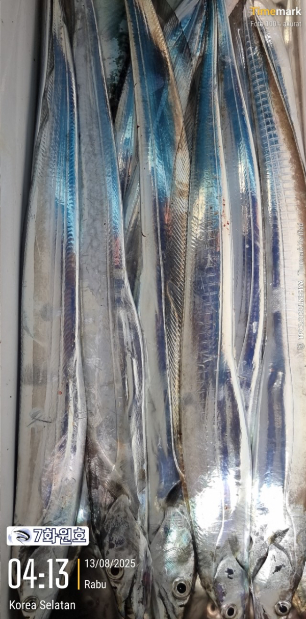 제주갈치낚시 화원호_사진_20250813_7.jpg