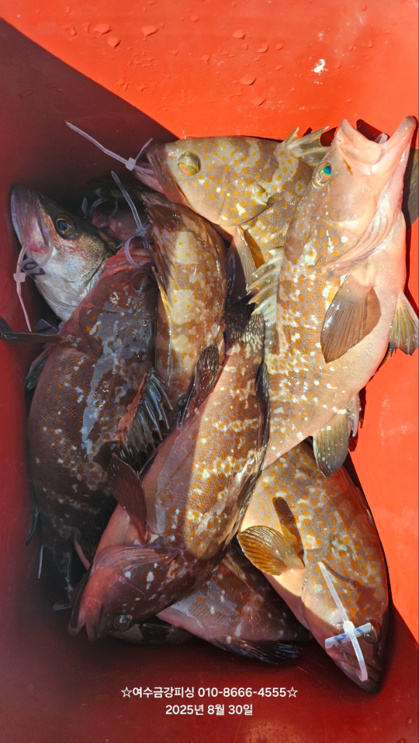 여수금강피싱_사진_20250830_5.jpg