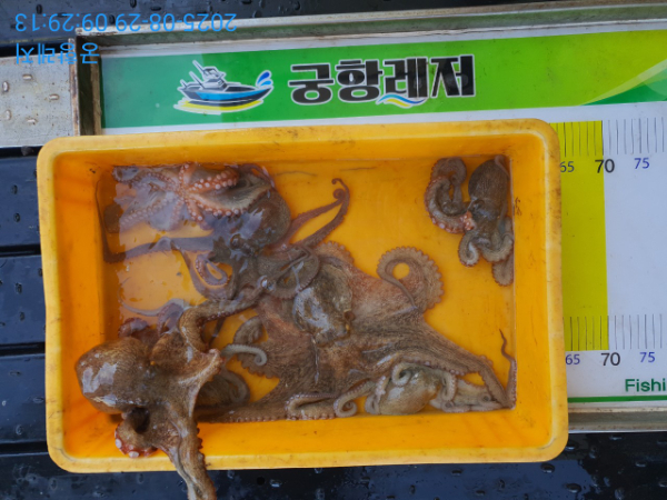 궁항레저_사진_20250829_2.jpg