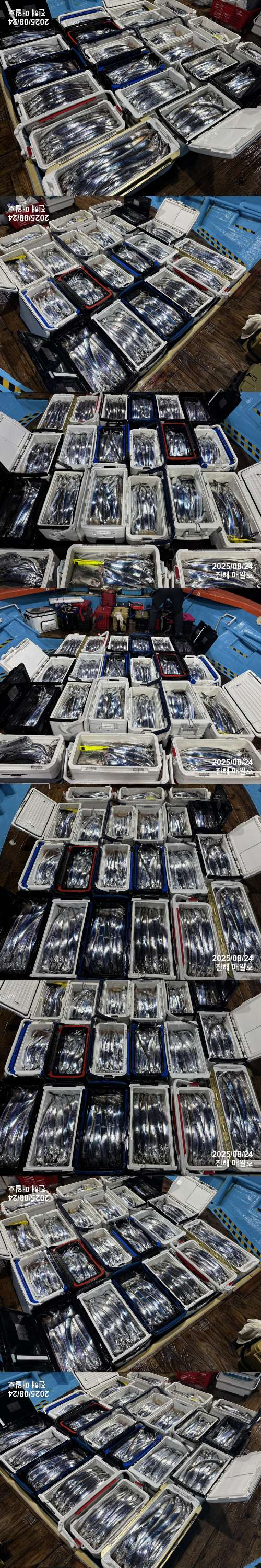 갈치3.jpg