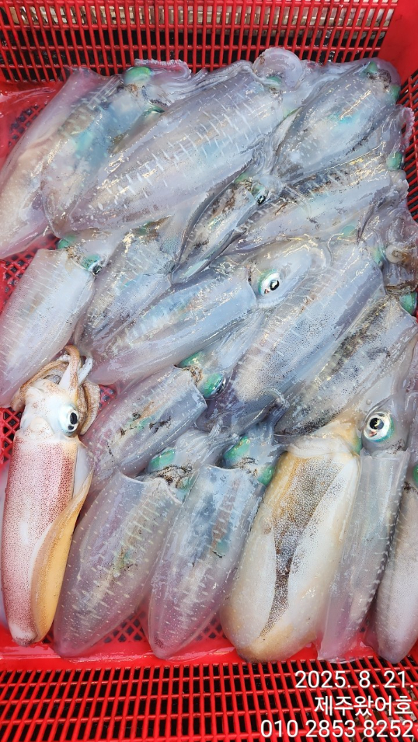 제주왔어호_사진_20250821_2.jpg