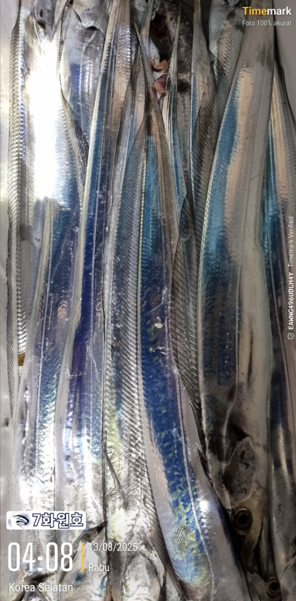 제주갈치낚시 화원호_사진_20250813_8.jpg