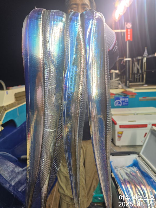 ♡ 여수 빅보스 ♡문어,갑오징어,쭈꾸미,타이라바(참돔)_사진_20250821_6.jpg
