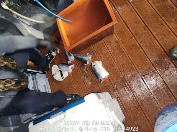 군산 선상낚시, 바다낚시 출조 전문 ☆서군산낚시☆_사진_20250809_4.jpg