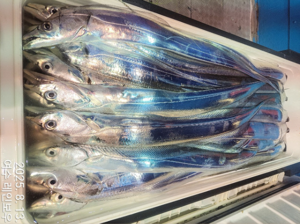 ♡여수레인보우♡갈치_열기_한치_갑오징어__사진_20250813_10.jpg