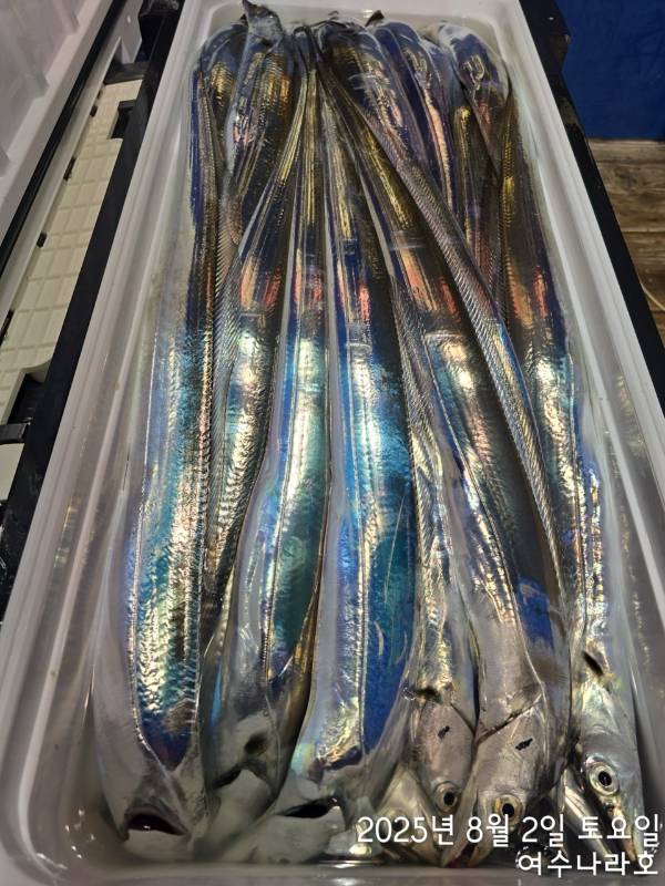 ♠여수나라호♠ 갈치 문어 참돔(타이라바), 쭈꾸미 갑오징어 선상낚시 생활낚시_사진_20250804_4.jpg