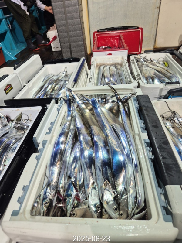 바다꾼낚시(신아라호)_사진_20250823_14.jpg