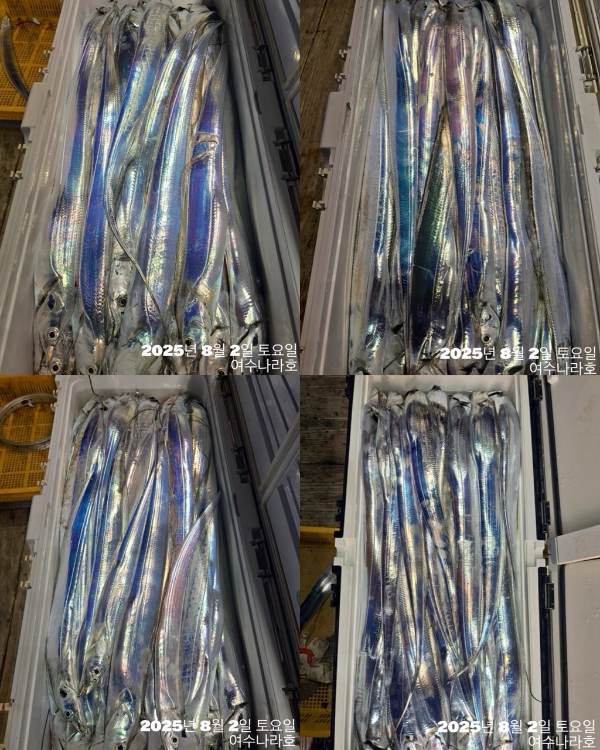 ♠여수나라호♠ 갈치 문어 참돔(타이라바), 쭈꾸미 갑오징어 선상낚시 생활낚시_사진_20250804_1.jpg