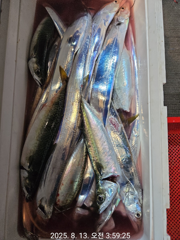 제주선상낚시피닉스호_사진_20250813_5.jpg
