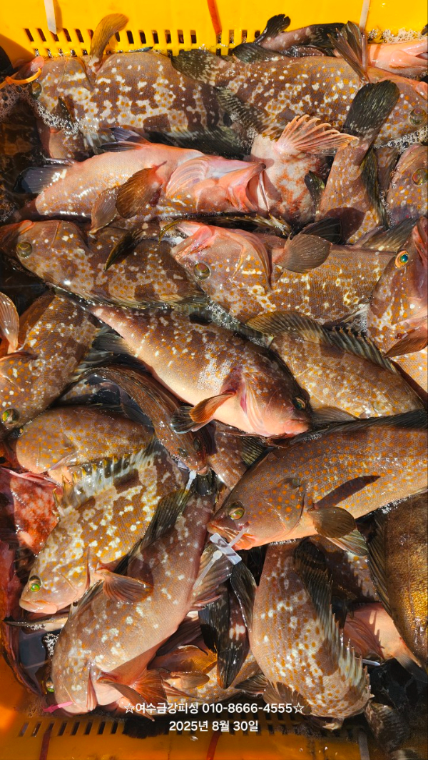 여수금강피싱_사진_20250830_3.jpg