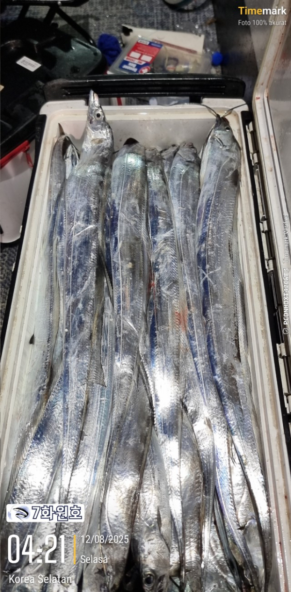 제주갈치낚시 화원호_사진_20250812_8.jpg