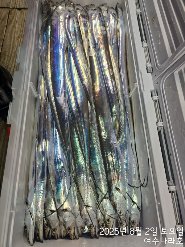 ♠여수나라호♠ 갈치 문어 참돔(타이라바), 쭈꾸미 갑오징어 선상낚시 생활낚시_사진_20250804_8.jpg