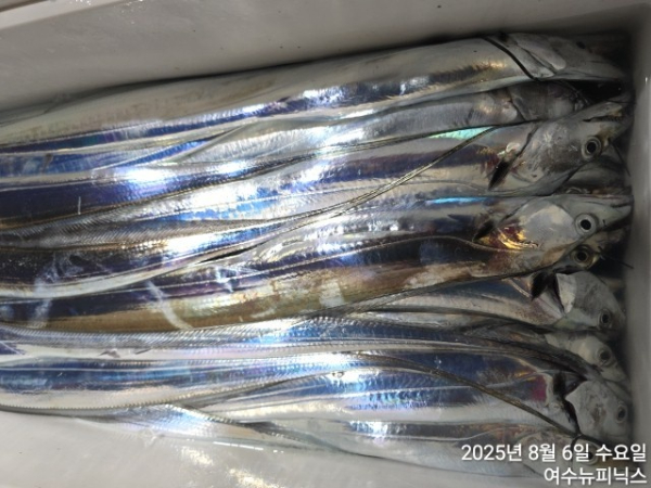 8월6일갈치 (6).jpg