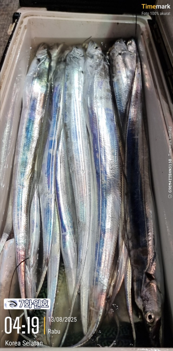 제주갈치낚시 화원호_사진_20250813_15.jpg