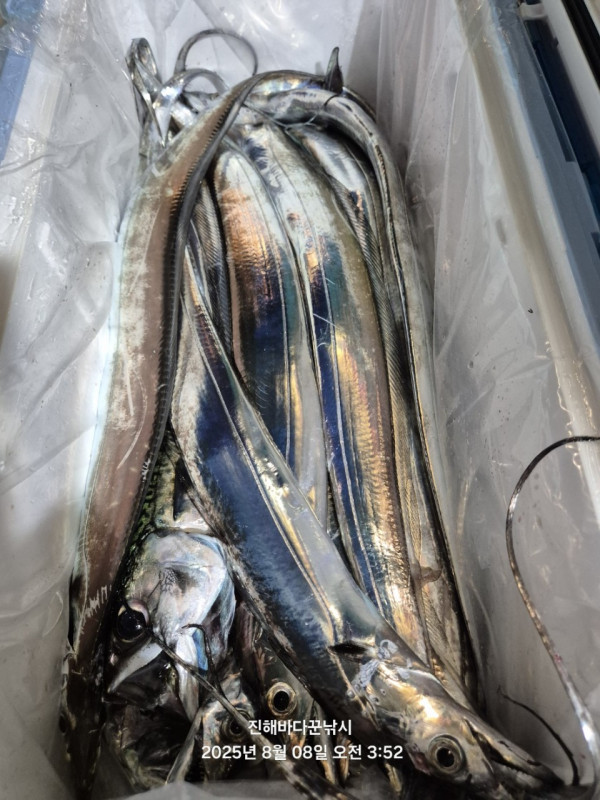 바다꾼낚시(신아라호)_사진_20250808_12.jpg