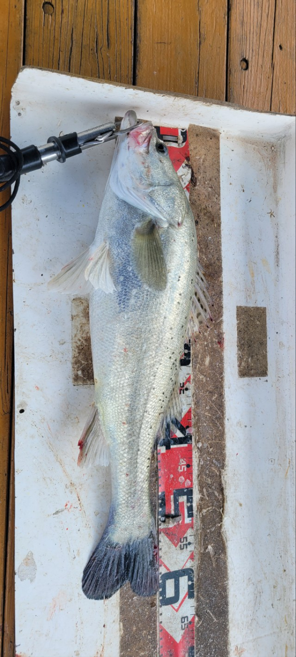 예지퀸호 농어외수질&어초낚시 경기인천권_사진_20250730_4.jpg